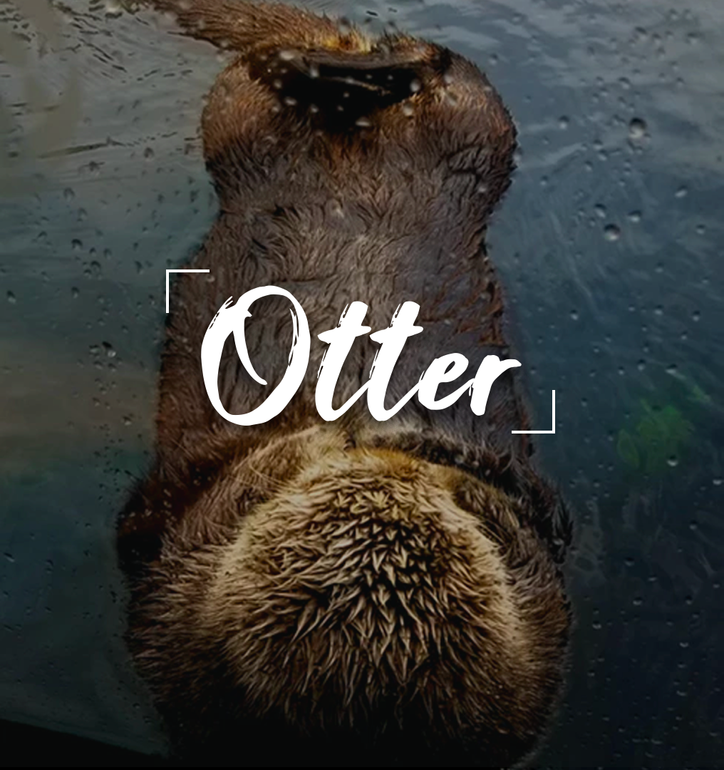 otter