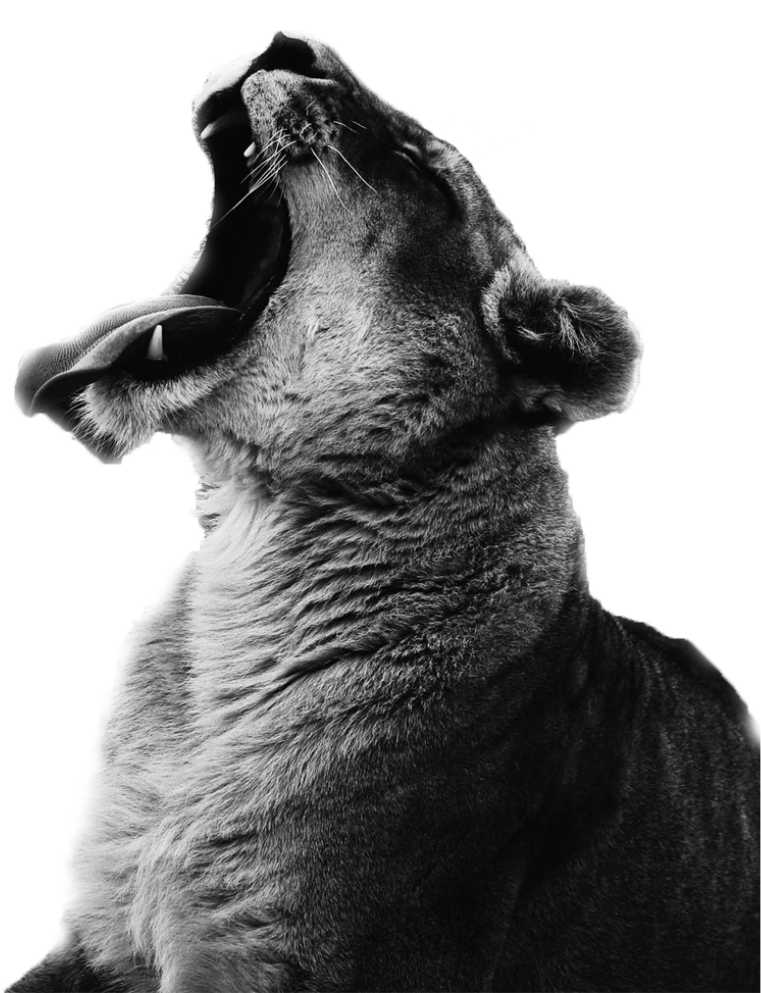lionImg